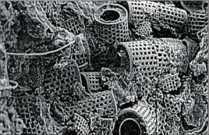 Gehaeuse von Kieselalgen (Diatomeen) - Elektronen Raster Mikroskop Aufnahme